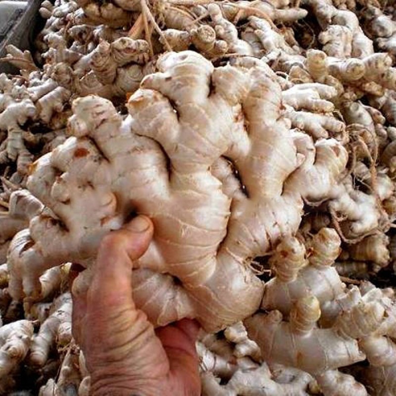 Ginger from Indonesia